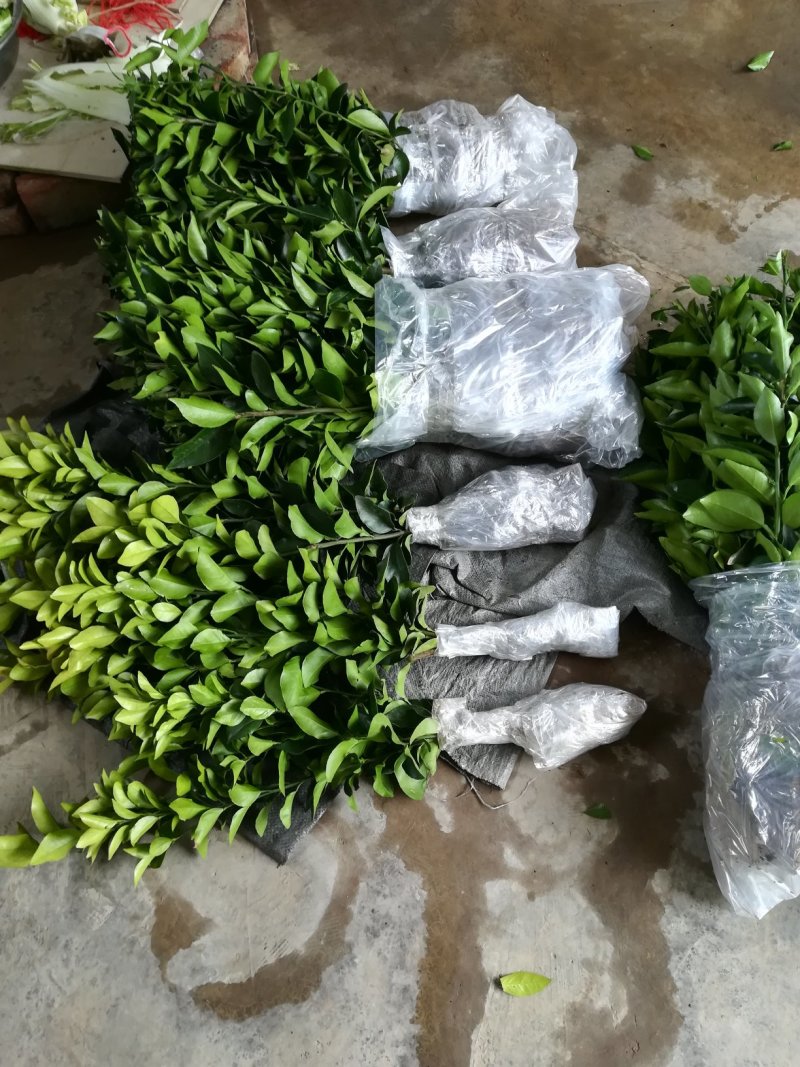 金葵砂糖橘苗，早熟砂糖橘苗，无核砂糖橘苗，包品种