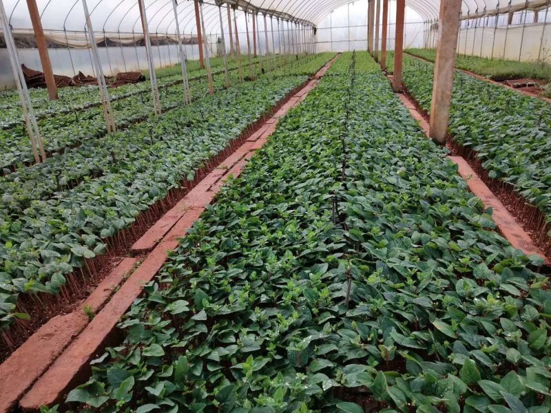 100棵150元包邮云南火龙珠鲜切花卉种苗红相思豆月季花