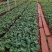 100棵150元包邮云南火龙珠鲜切花卉种苗红相思豆月季花