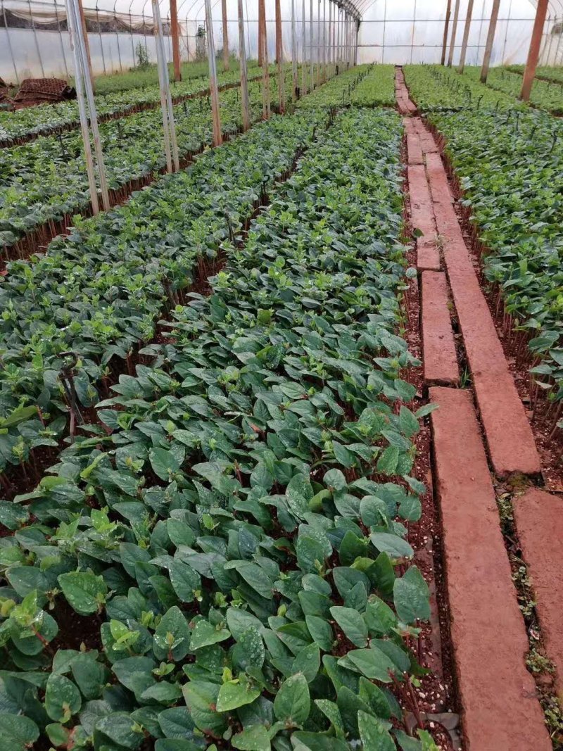 100棵150元包邮云南火龙珠鲜切花卉种苗红相思豆月季花