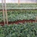 100棵150元包邮云南火龙珠鲜切花卉种苗红相思豆月季花