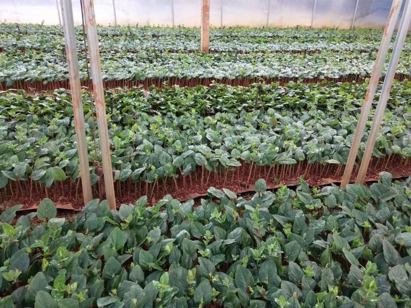 100棵150元包邮云南火龙珠鲜切花卉种苗红相思豆月季花
