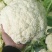 精品有机花菜，散花，白面青梗，质量好，价格优商超优选