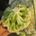 精品有机花菜，散花，白面青梗，质量好，价格优商超优选