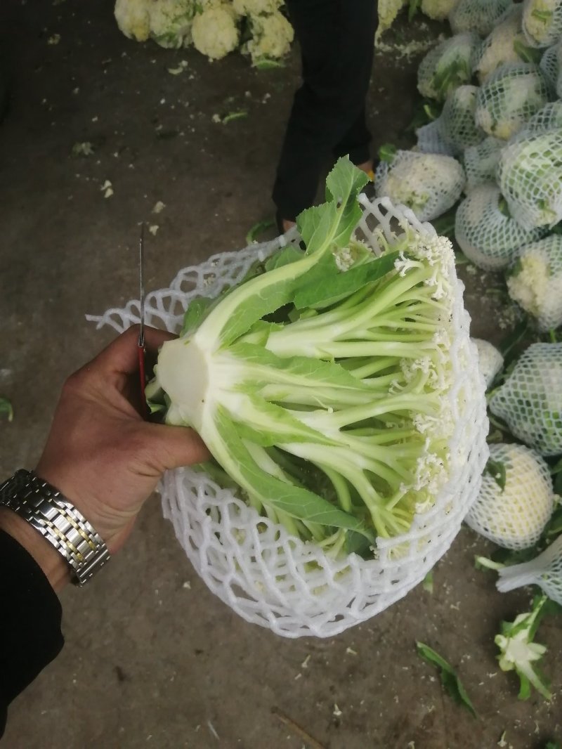 精品有机花菜，散花，白面青梗，质量好，价格优商超优选