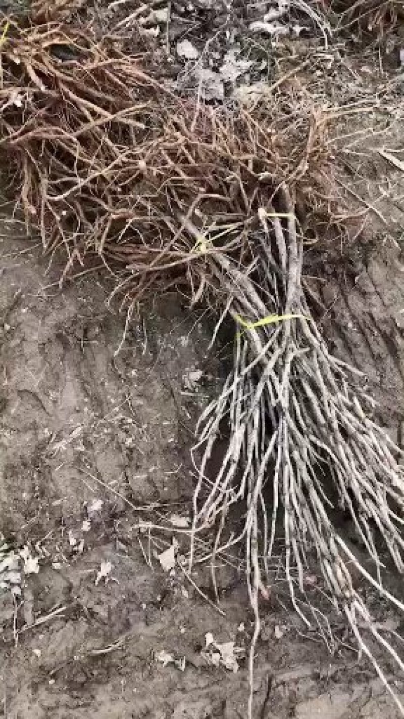 金银花山东金银花种植基地