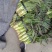 捌捌陆种植合作社