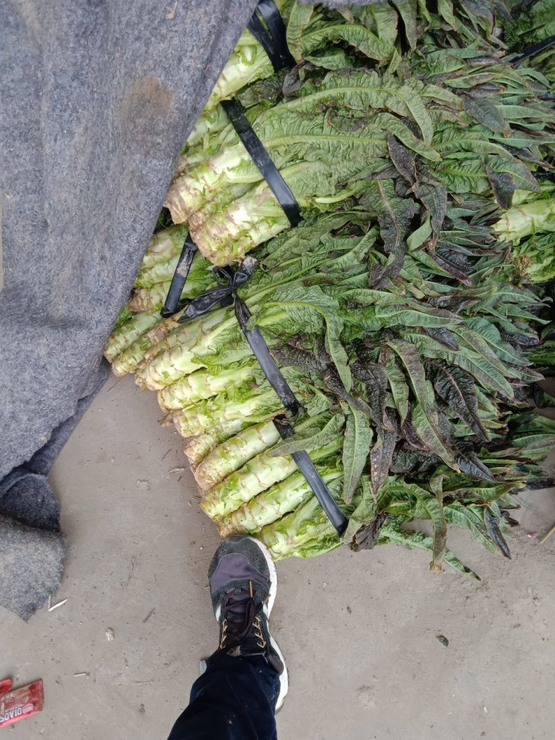 捌捌陆种植合作社