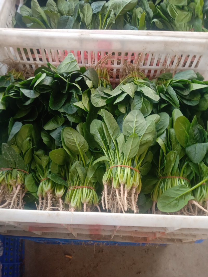 捌捌陆种植合作社