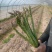 捌捌陆种植合作社