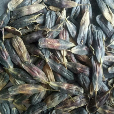 纯新板蓝根种籽供应，出苗率80%以上，有需要了解的吗
