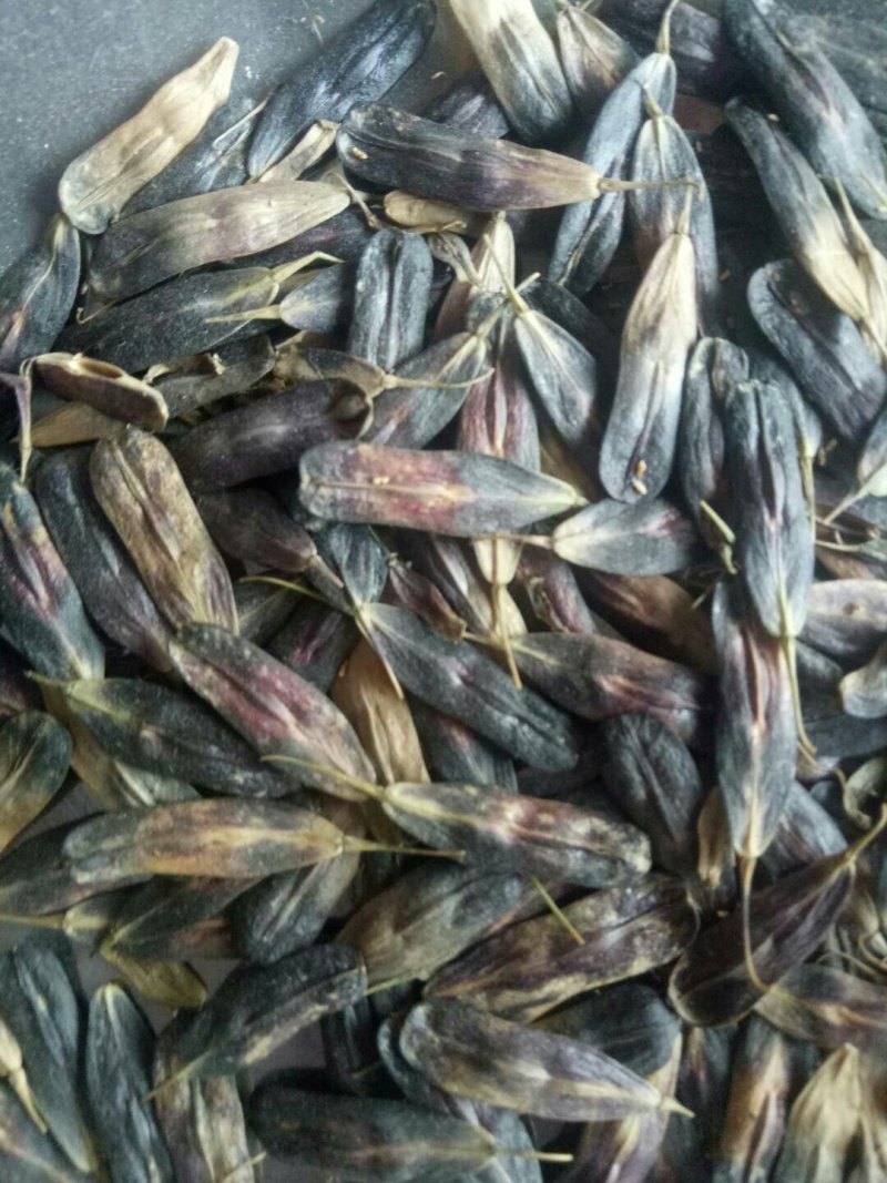 纯新板蓝根种籽供应，出苗率80%以上，有需要了解的吗