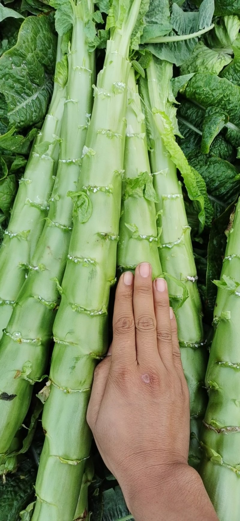 精品棒子，皮薄肉多颜色绿，货源充足，产地直发