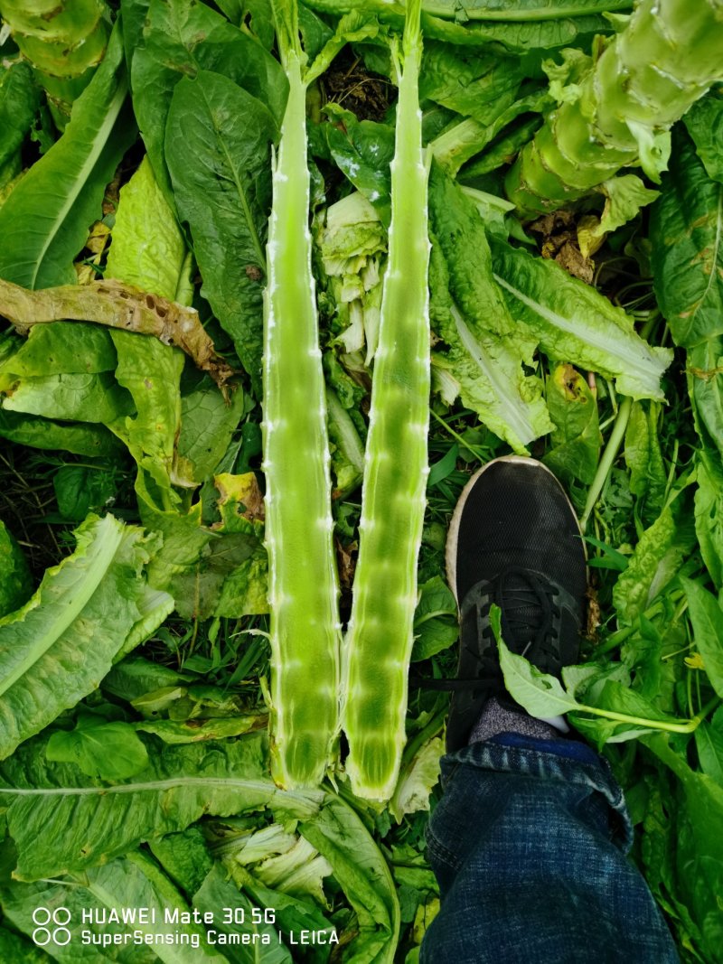 精品棒子，皮薄肉多颜色绿，货源充足，产地直发