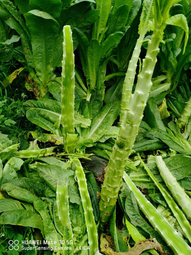精品棒子，皮薄肉多颜色绿，货源充足，产地直发