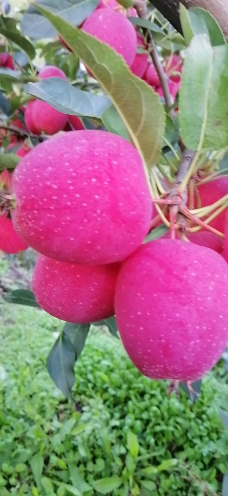 预售鸡心果，光迎广大朋友前来选购
