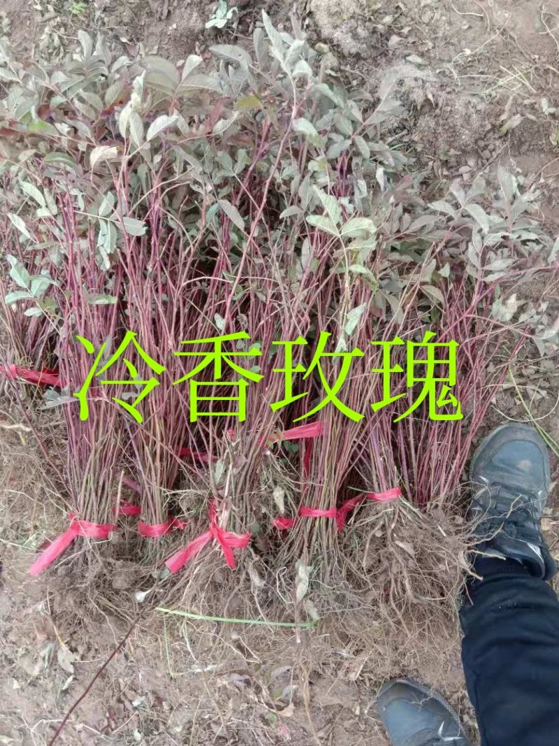 冷香玫瑰紫枝玫瑰可食用玫瑰花苗红刺玫中天玫瑰
