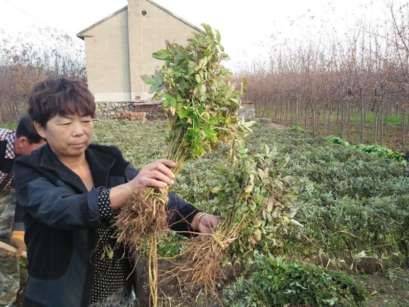 冷香玫瑰紫枝玫瑰可食用玫瑰花苗红刺玫中天玫瑰