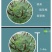 紫穗槐(油条)地经0.3起步道路护坡放风护沙产地直销