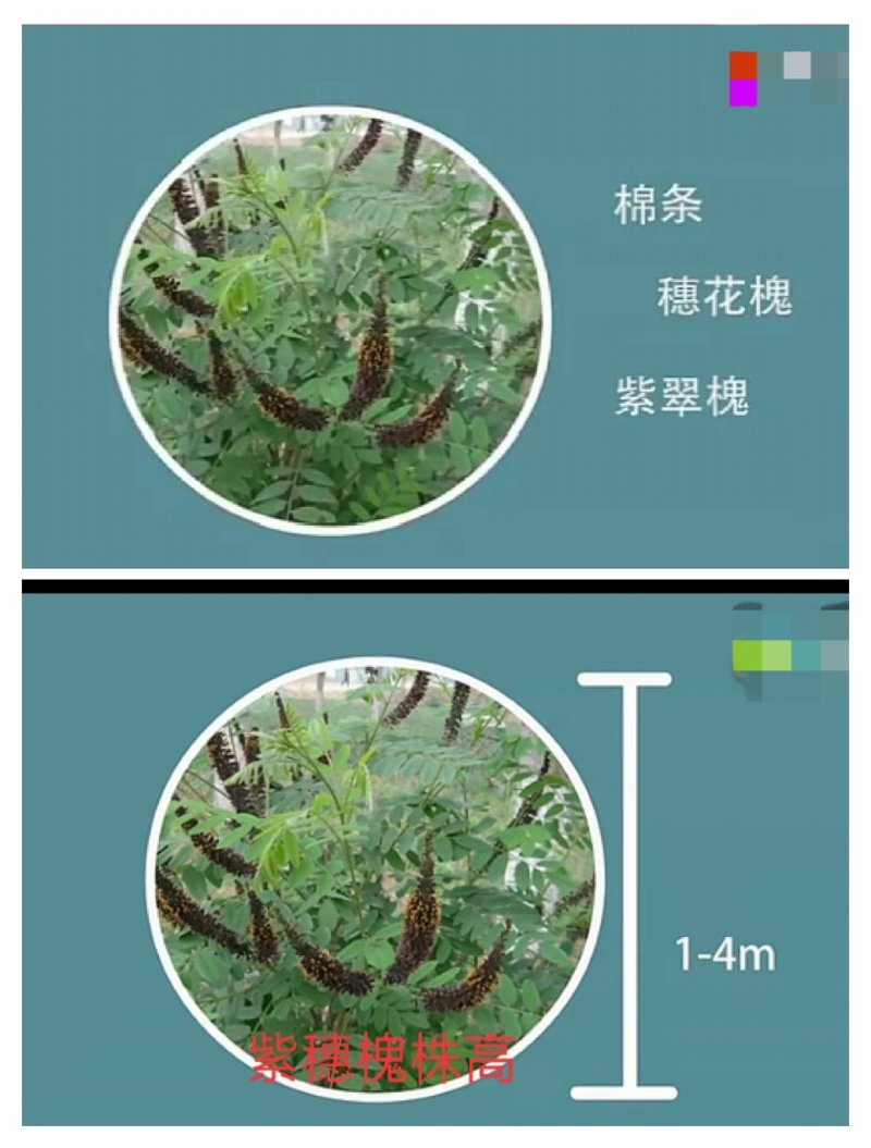 紫穗槐（油条）地经0.3起步道路护坡放风护沙产地直销