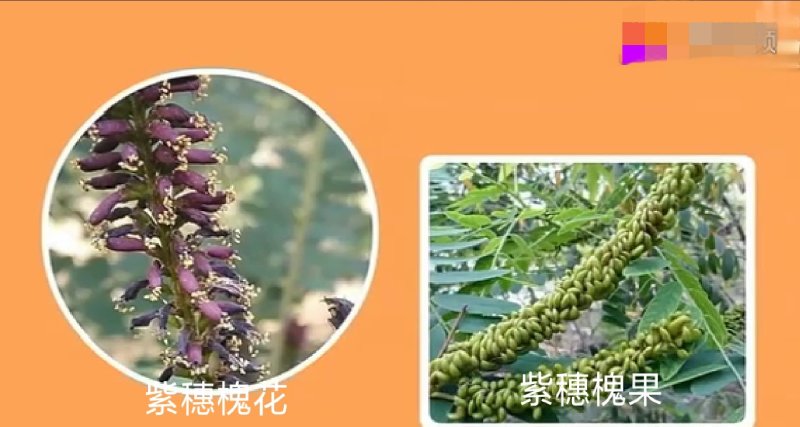 紫穗槐（油条）地经0.3起步道路护坡放风护沙产地直销
