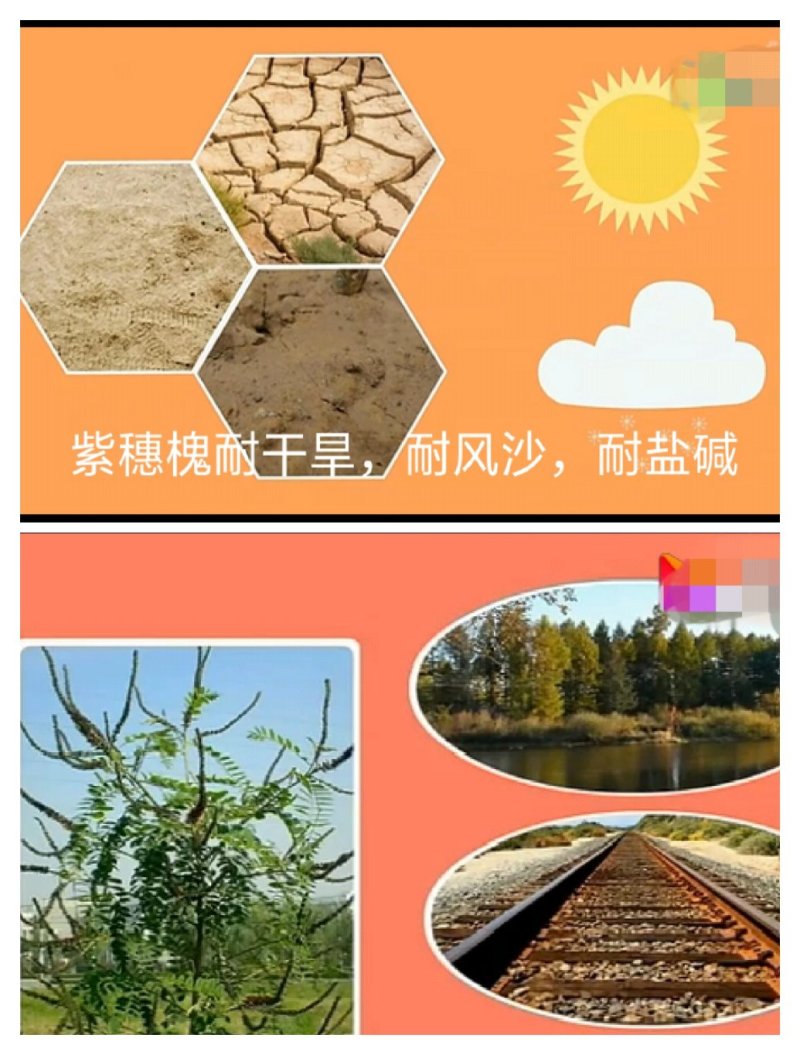 紫穗槐（油条）地经0.3起步道路护坡放风护沙产地直销