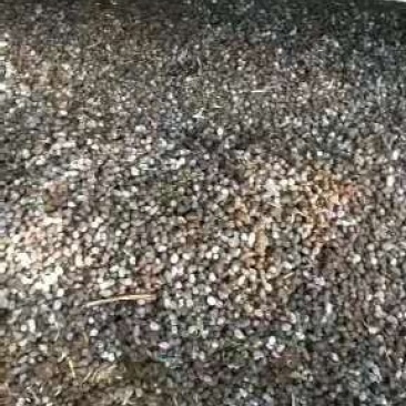 纯羊粪，质量好，杂质少，改良土壤，蓬松度高，肥效持久。