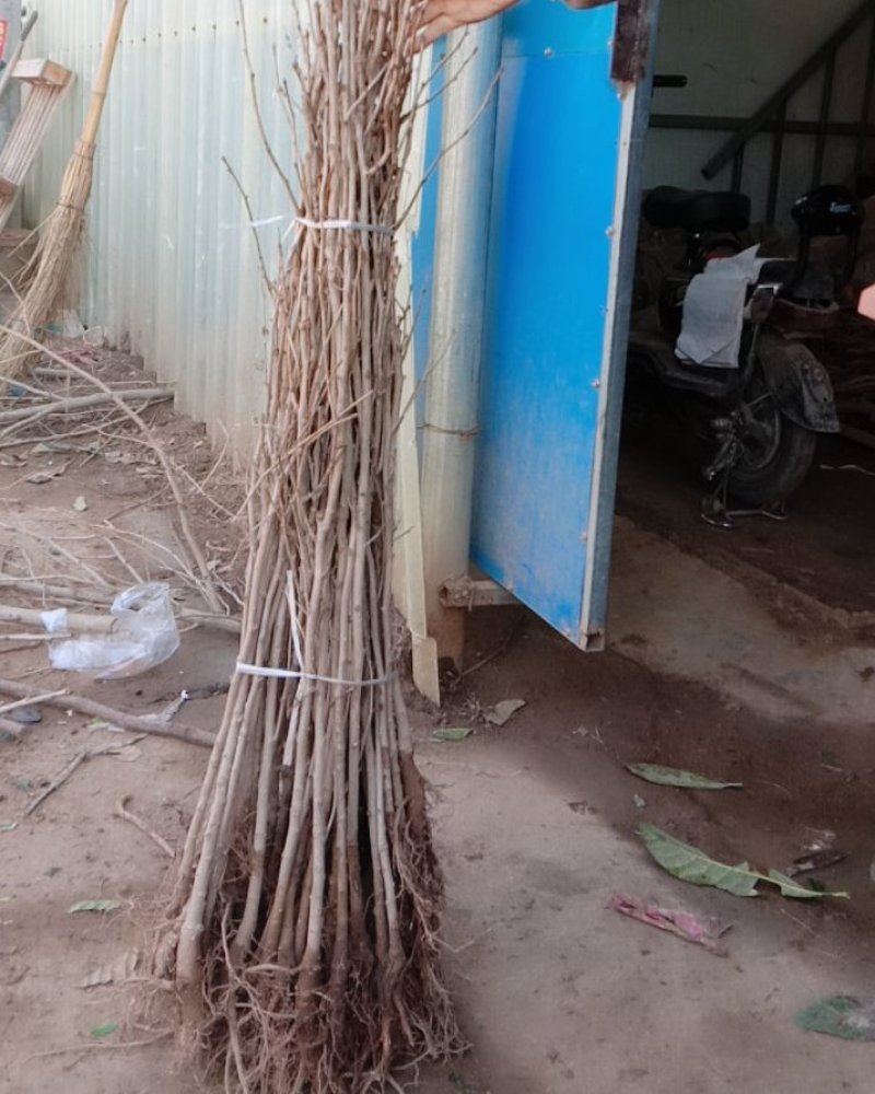 银杏苗出售各种规格量大优惠