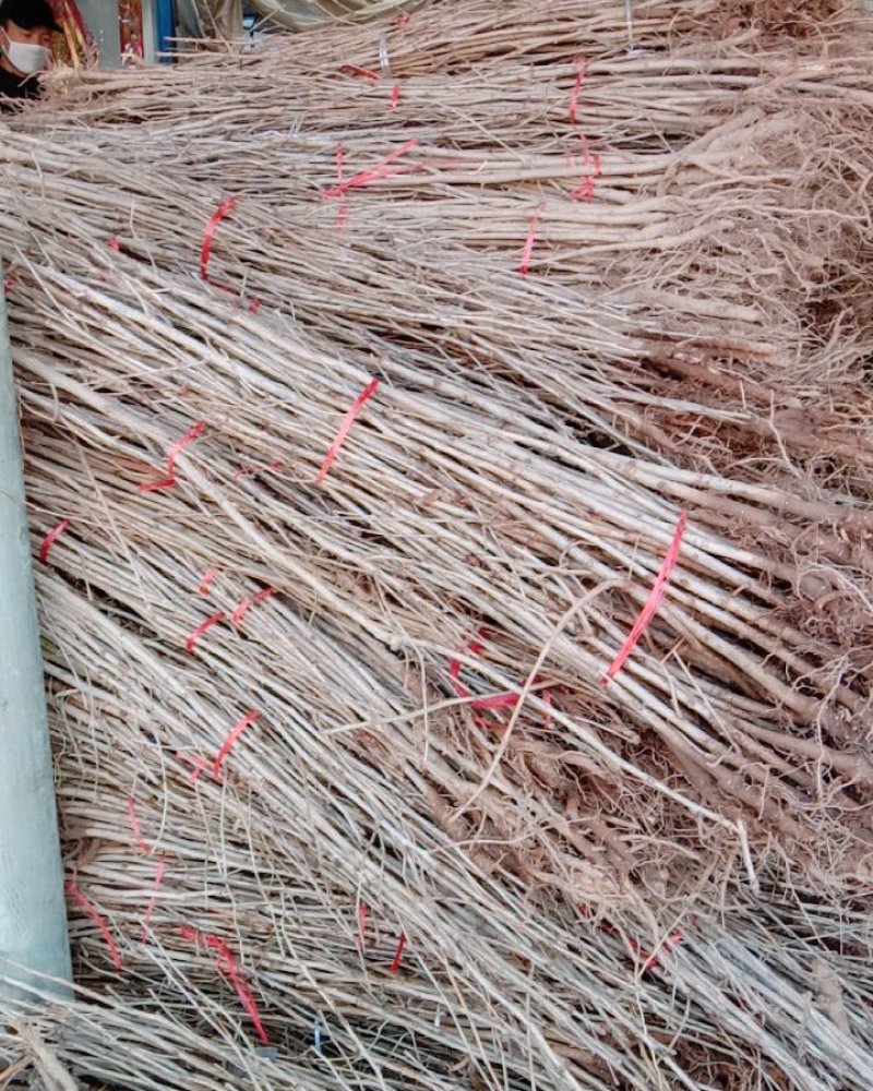 银杏苗出售各种规格量大优惠