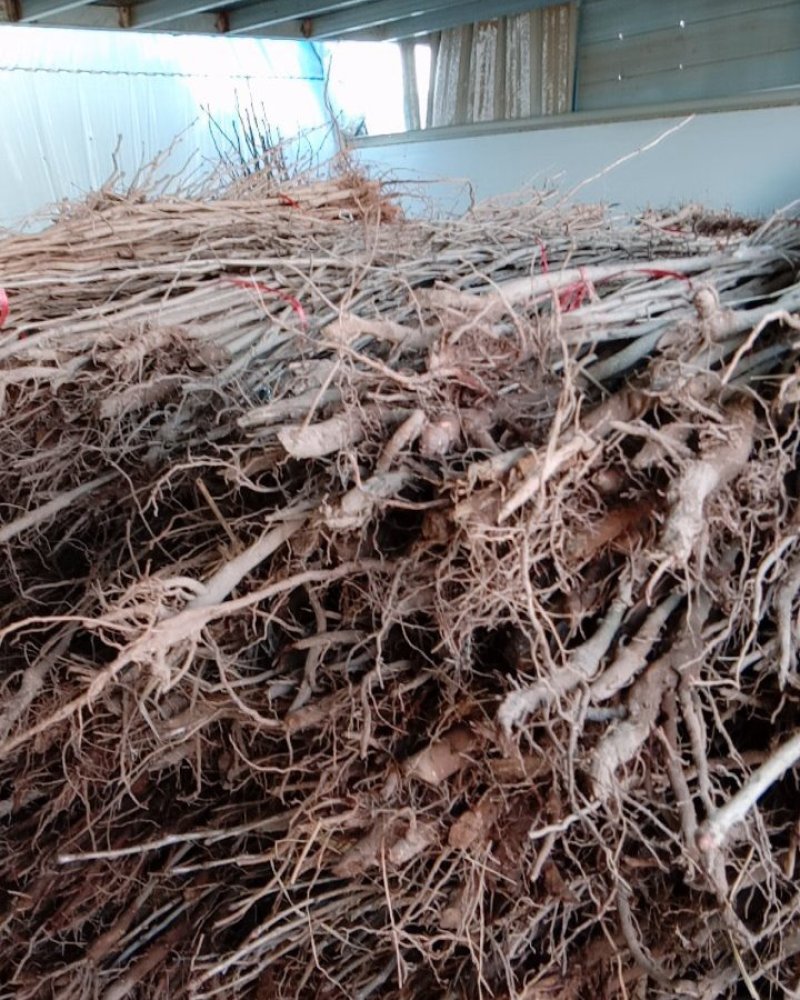 银杏苗出售各种规格量大优惠