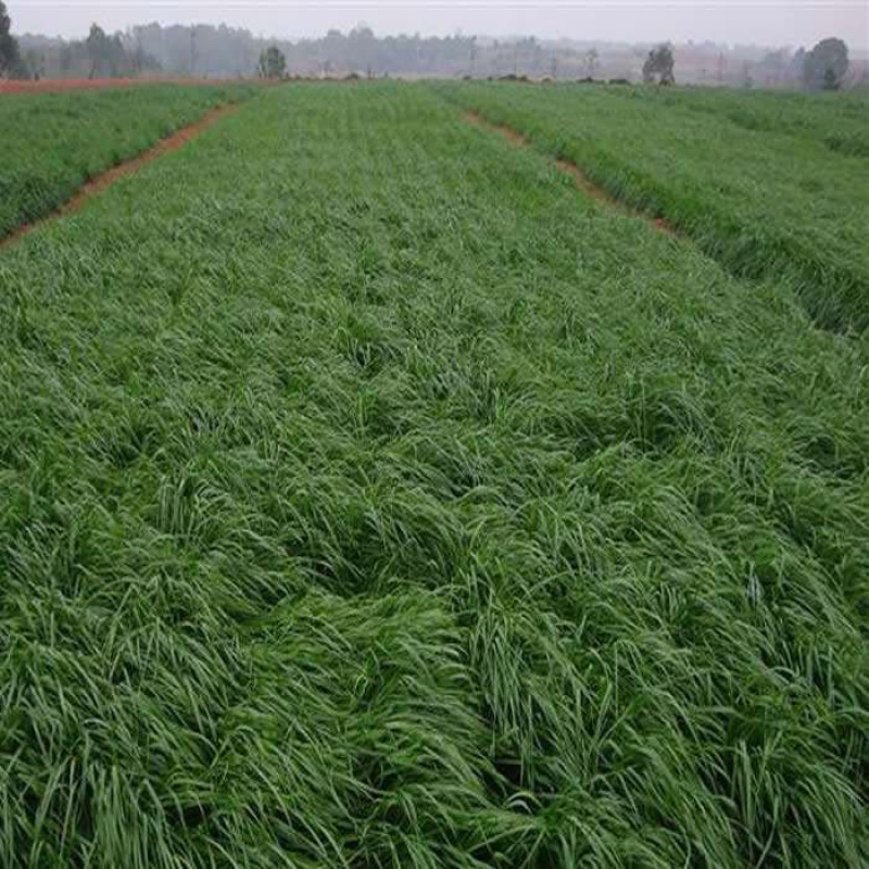 进口耐寒牧草种子黑麦草种子四季常青鸡鸭鹅猪牛马羊草籽