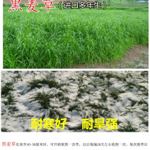 进口耐寒牧草种子黑麦草种子四季常青鸡鸭鹅猪牛马羊草籽