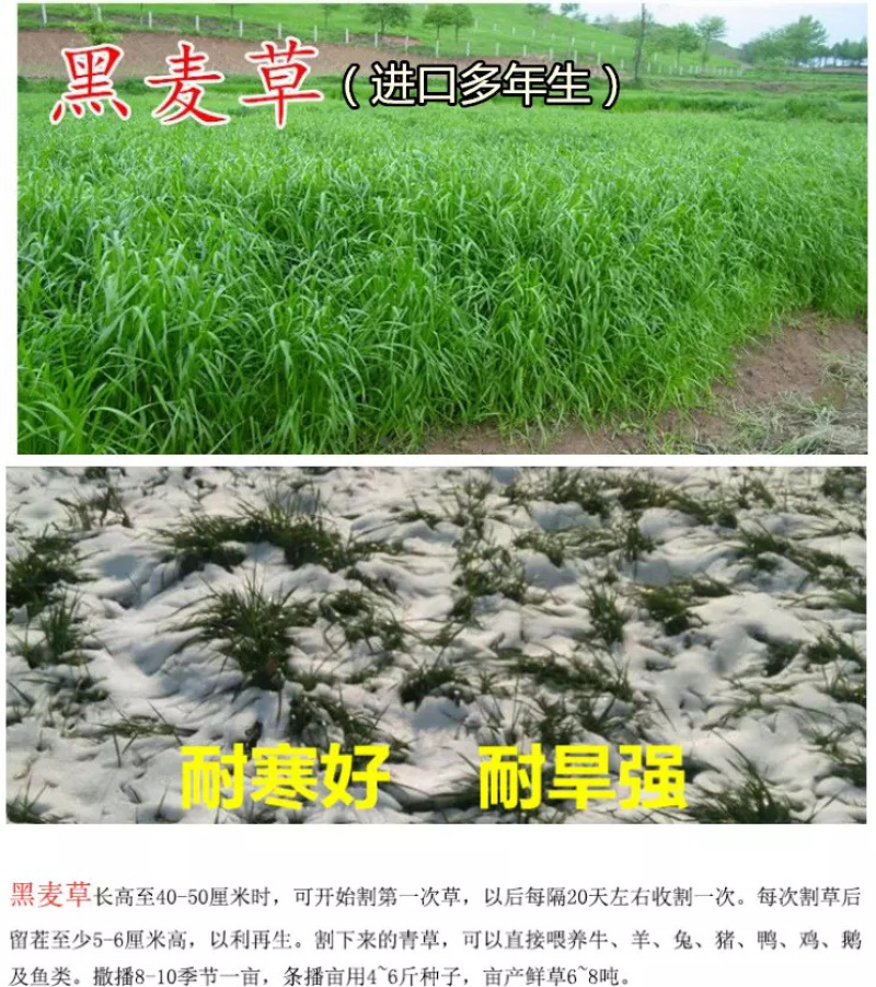 进口耐寒牧草种子黑麦草种子四季常青鸡鸭鹅猪牛马羊草籽