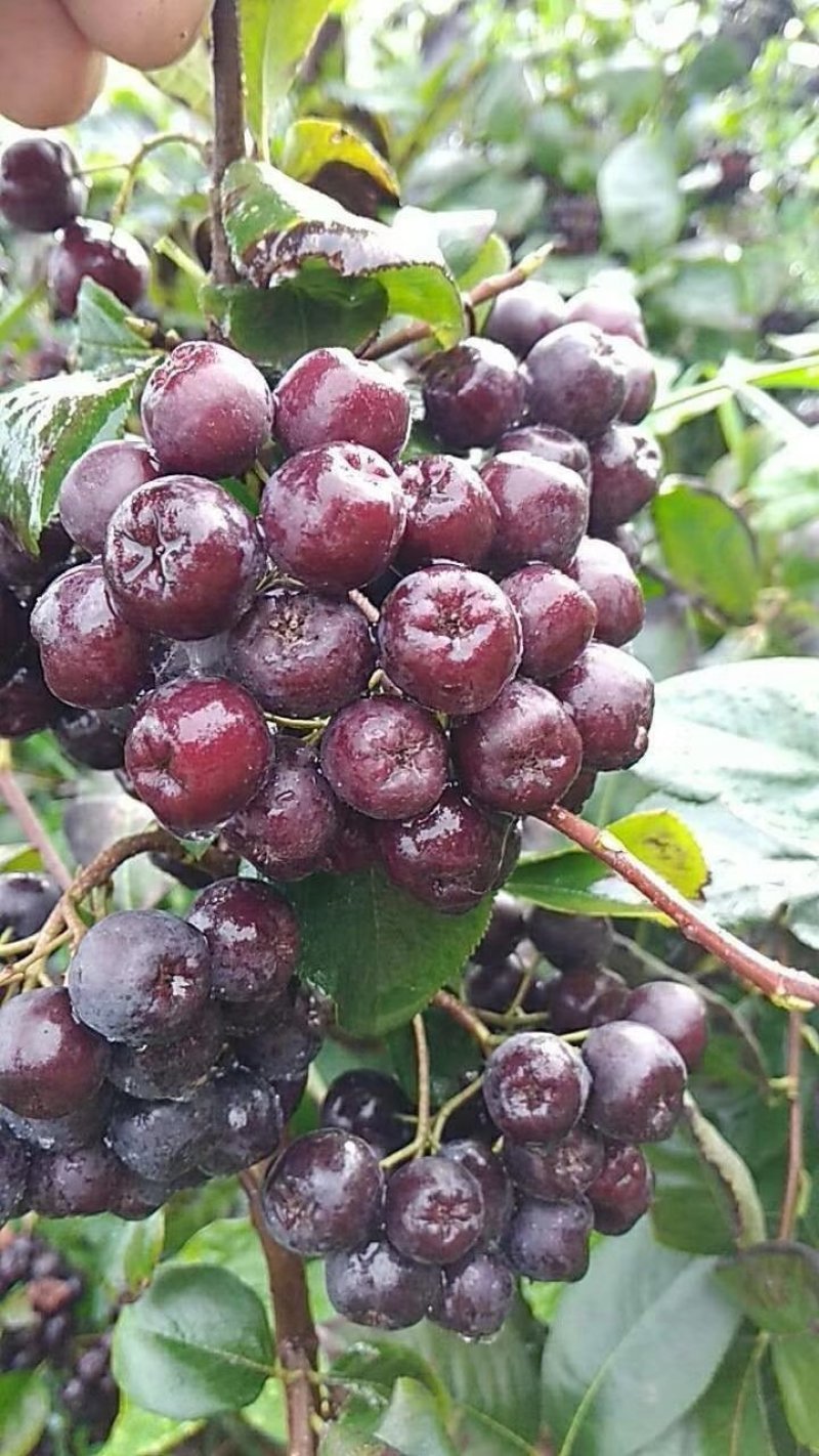 黑果花楸(野樱莓.不老莓)浆果类植物品种保纯产地直销