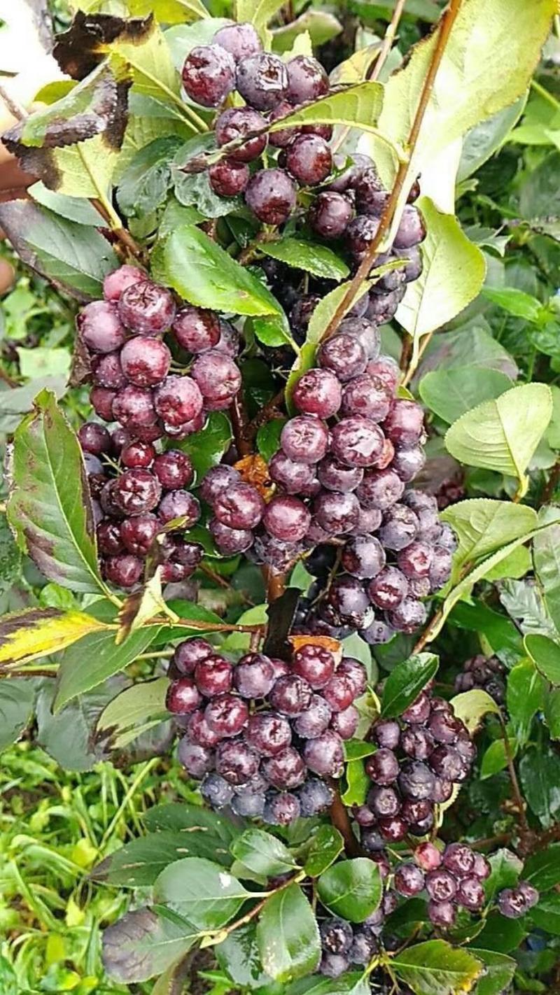 黑果花楸(野樱莓.不老莓)浆果类植物品种保纯产地直销