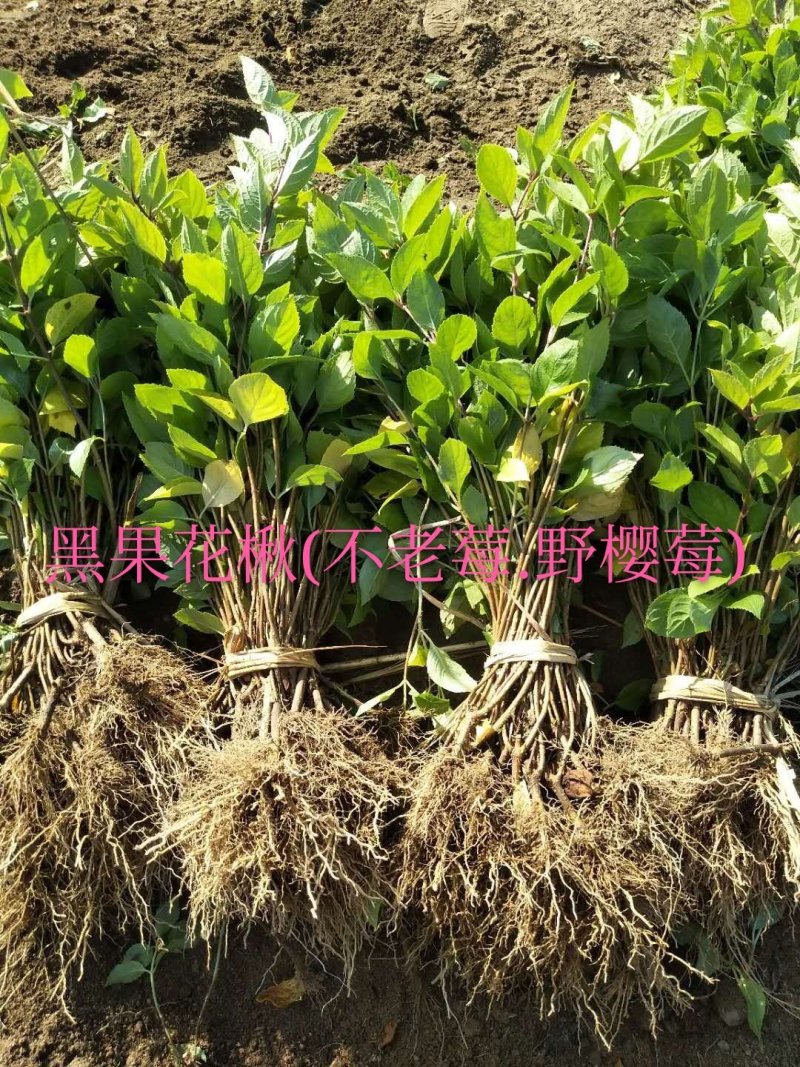 黑果花楸(野樱莓.不老莓)浆果类植物品种保纯产地直销