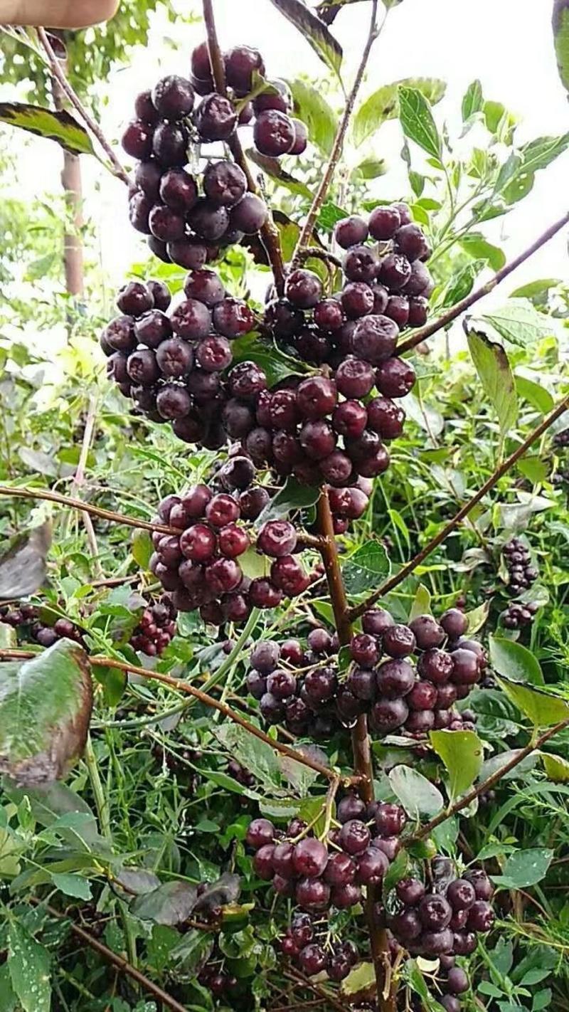 黑果花楸(野樱莓.不老莓)浆果类植物品种保纯产地直销