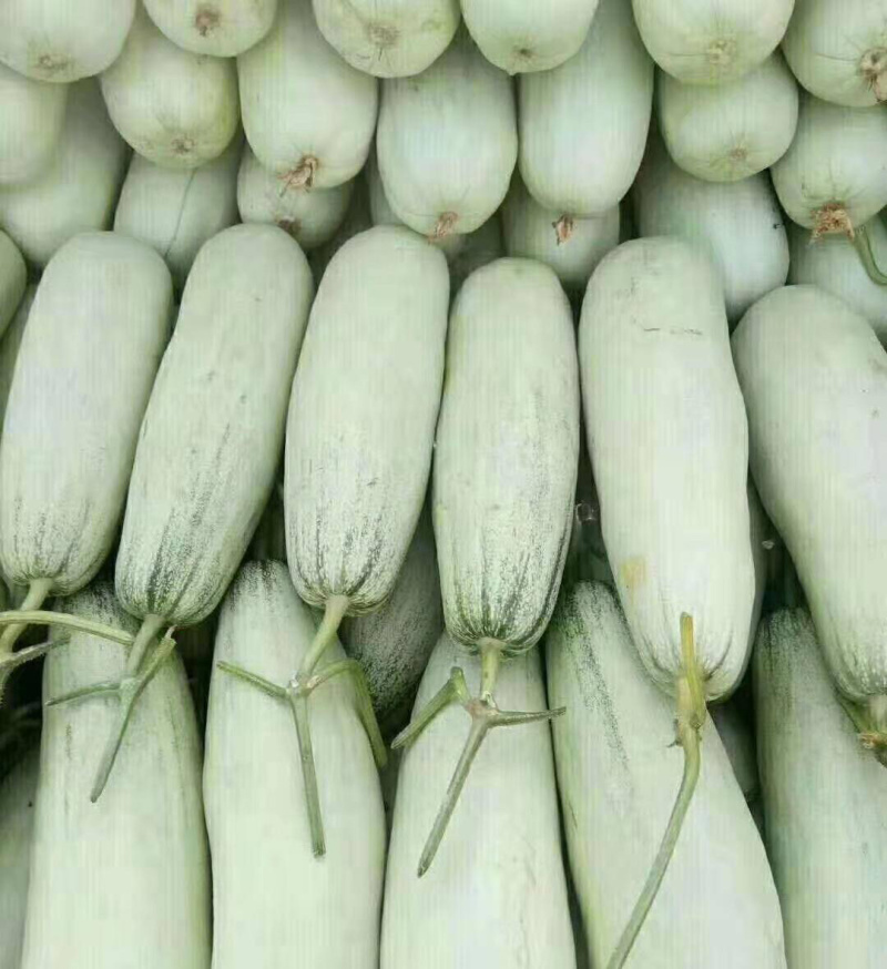 羊角蜜，锦玉羊角蜜，白条羊角蜜