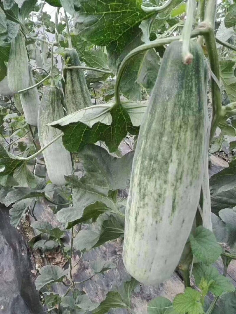 羊角蜜，锦玉羊角蜜，白条羊角蜜