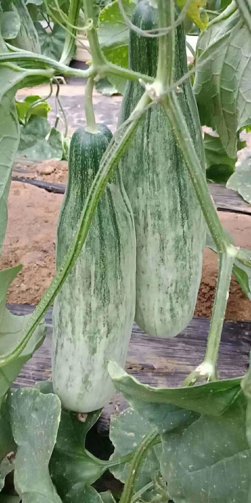羊角蜜，锦玉羊角蜜，白条羊角蜜