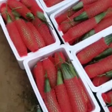 山东精品羊角蜜直供电商微商各大超市产地直供