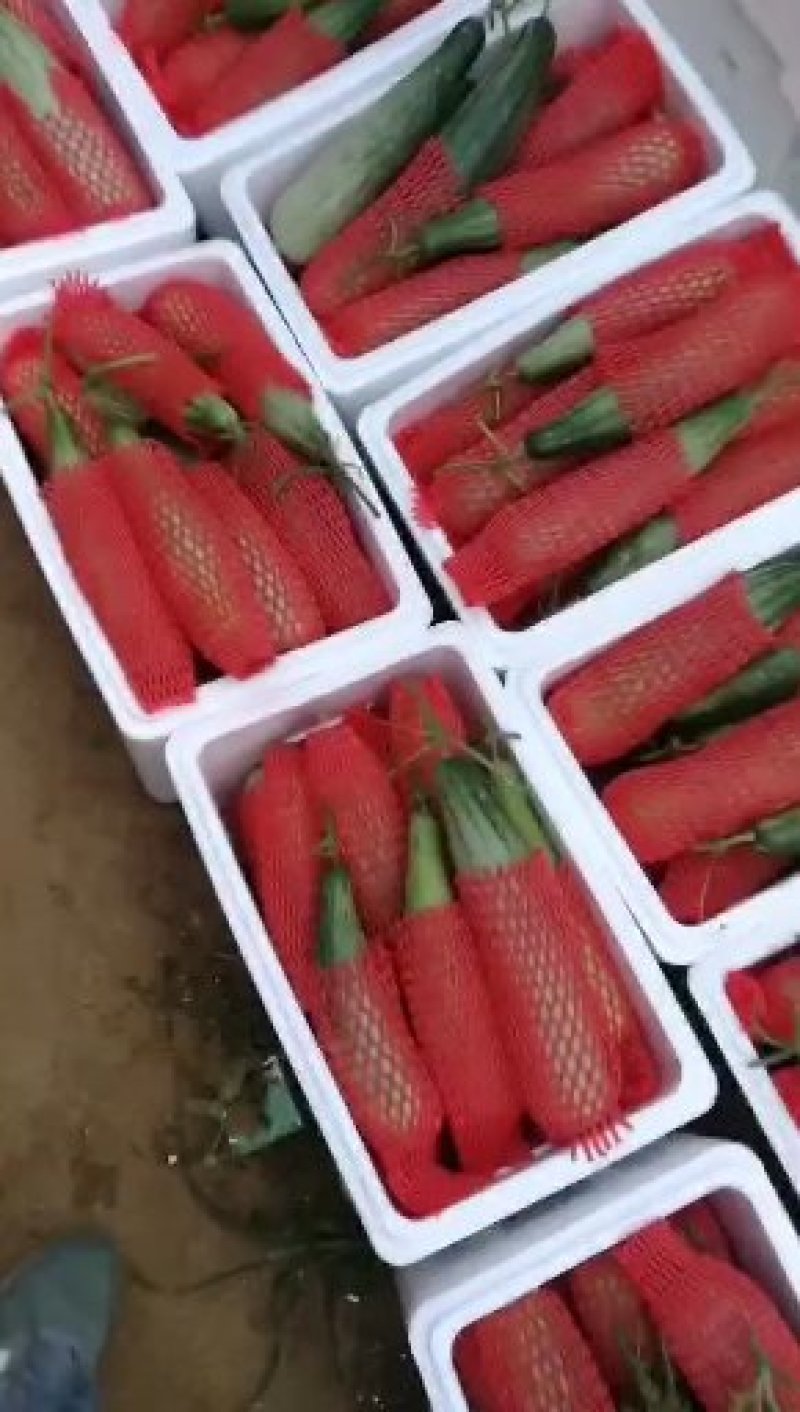 山东精品羊角蜜直供电商微商各大超市产地直供