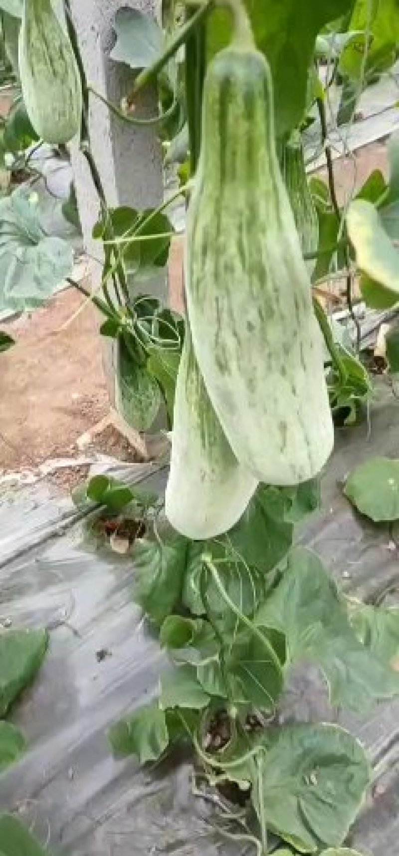 山东精品羊角蜜直供电商微商各大超市产地直供