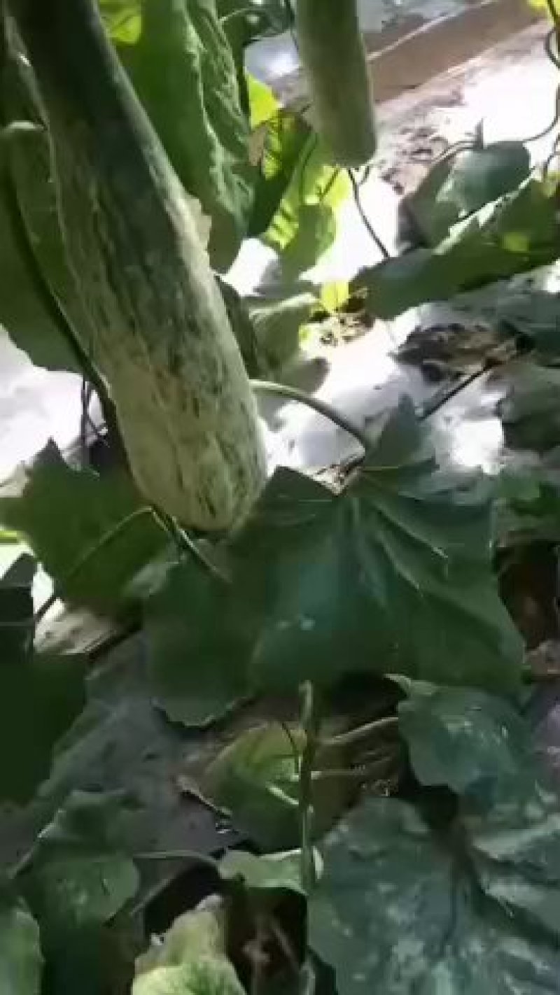 山东精品羊角蜜直供电商微商各大超市产地直供
