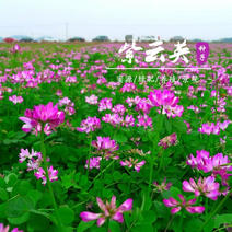 紫云英种子红花草籽养蜂蜜源果园绿肥种子牧草种子草籽