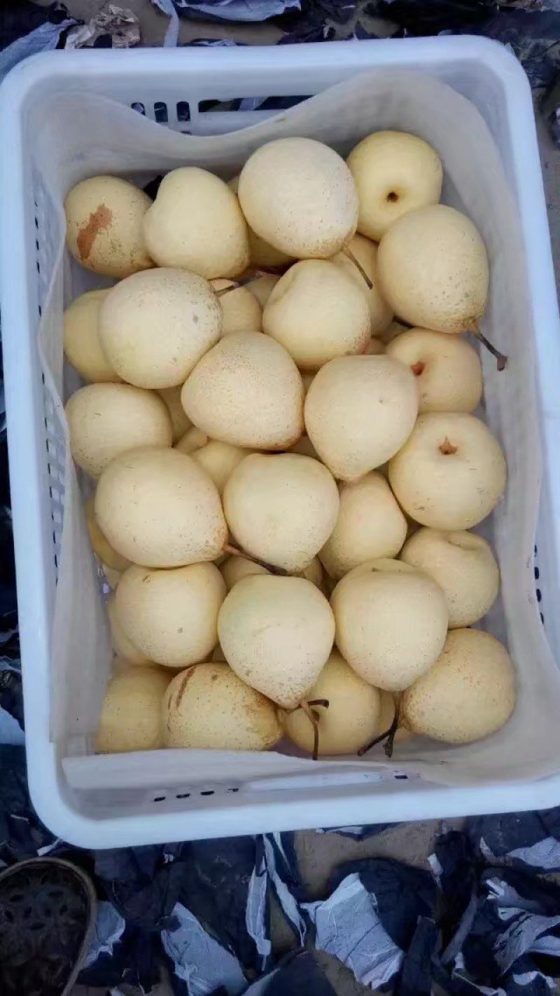 大量供应冠县水晶鸭梨/鸭梨产区纸袋鸭梨、各种包装对接供货