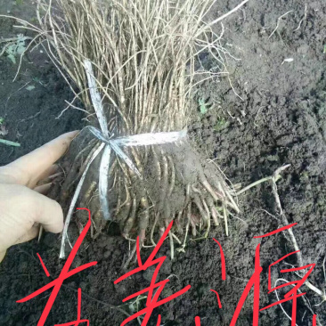当归苗