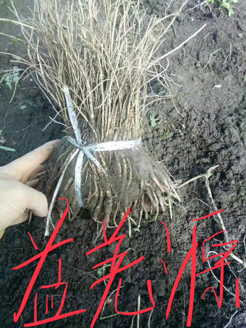 当归苗