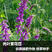果园绿肥毛苕子光叶紫花苕子牧草种子养蜂蜜源牧草草籽