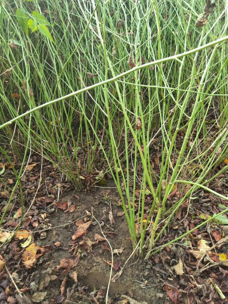 分枝棣棠多分枝高度全